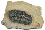 Detailed Phacopid (Morocops) Trilobite - Foum Zguid, Morocco #363151-2